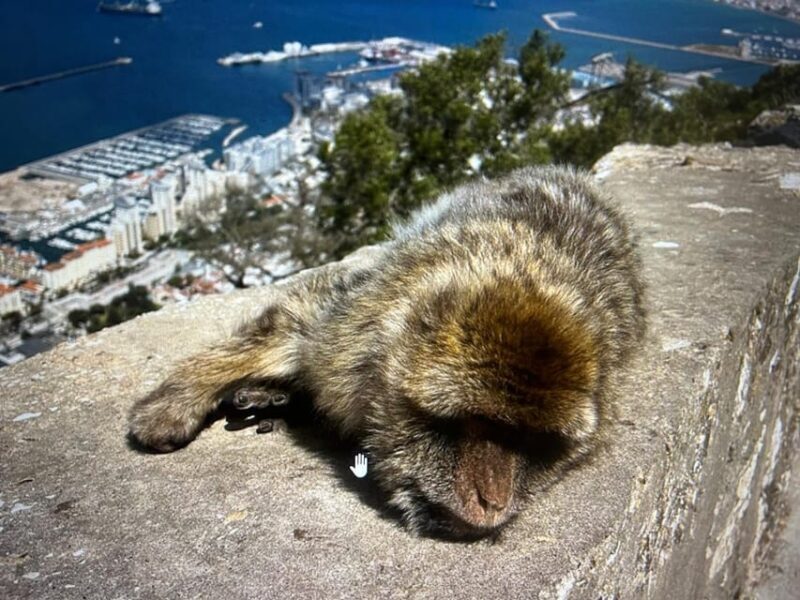 from La Cala/Marbella/Estepona: VIP Gibraltar tour with monkey rock + shopping - FAQ: Your Questions Answered