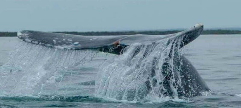 From La Paz: Puerto Chale Gray Whale Watching Tour - Key Points