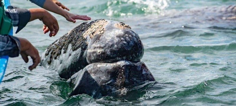 From La Paz: Puerto Chale Gray Whale Watching Tour - An In-Depth Look at the Tour Experience