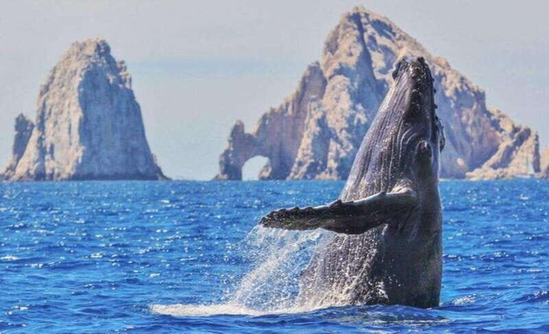 From La Paz: Puerto Chale Gray Whale Watching Tour - FAQ