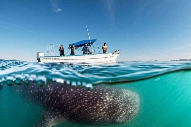 From La Paz: Whale Sharks, Sea Lions & Balandra Beach Combo - Key Points