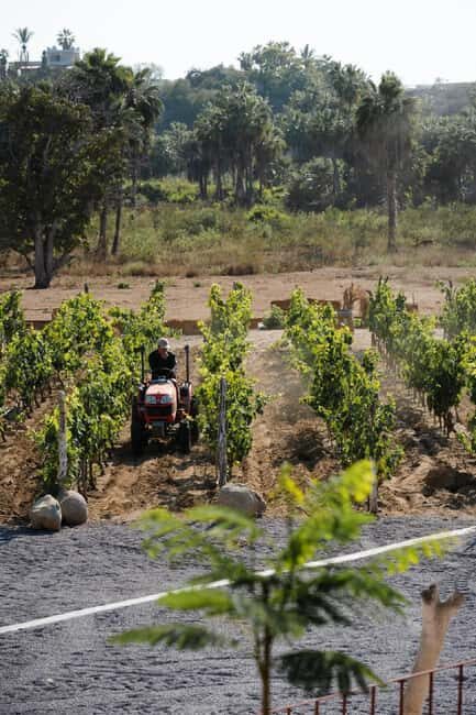 From La Playa: Vineyard Tour w/ Tasting & Todos Santos Stop - An Overview of the Tour