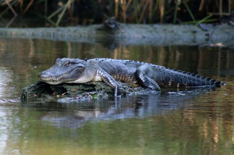 From Lafitte: Swamp Tours South of New Orleans by Airboat - From Lafitte: Swamp Tours South of New Orleans by Airboat