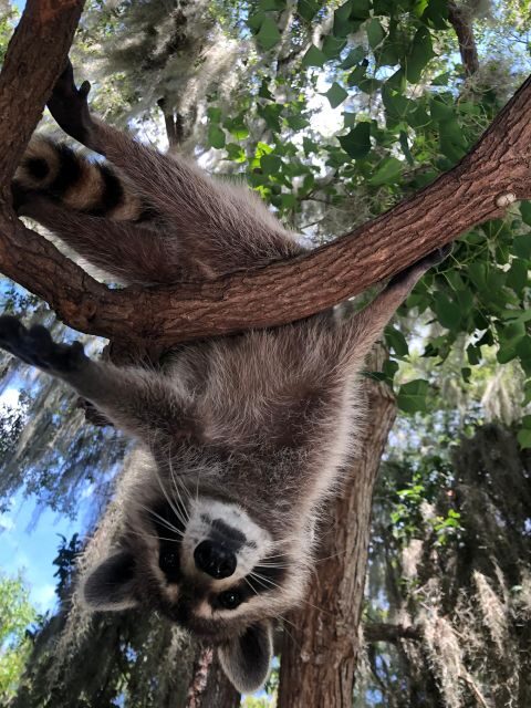 From Lafitte: Swamp Tours South of New Orleans by Airboat - FAQ