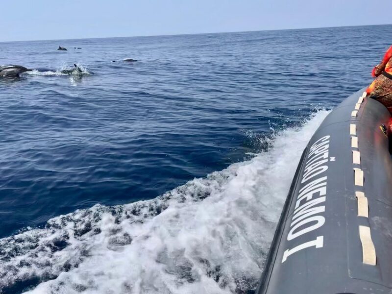 From Lagoa: Dolphins & Ponta da Piedade with biologist guide - Key Points: