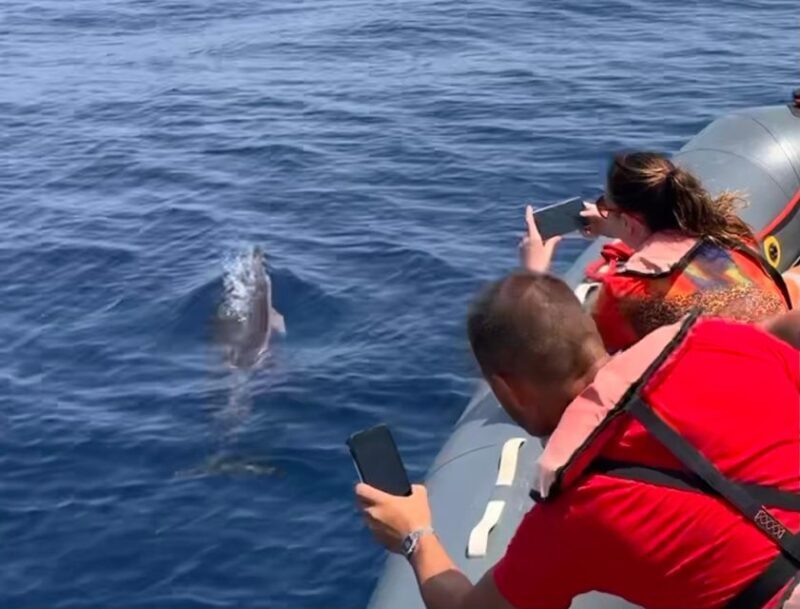 From Lagoa: Dolphins & Ponta da Piedade with biologist guide - The Experience Overview