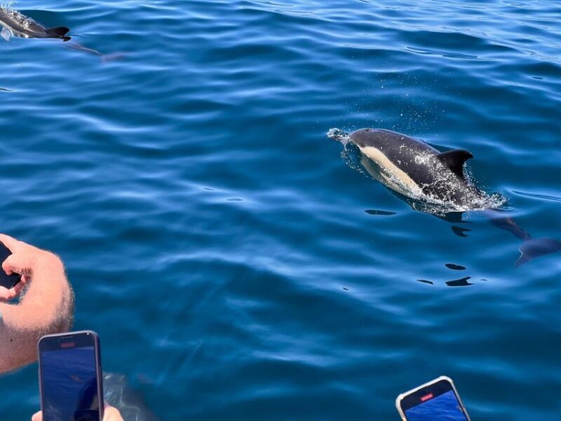 From Lagoa: Dolphins & Ponta da Piedade with biologist guide - Practical Details & Considerations
