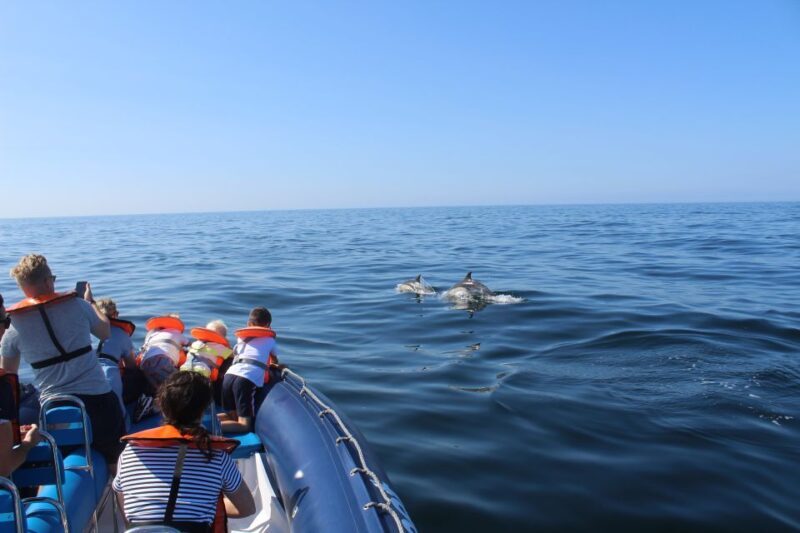 From Lagos: Dolphin Watching Boat Trip w/ Marine Biologists - Key Points