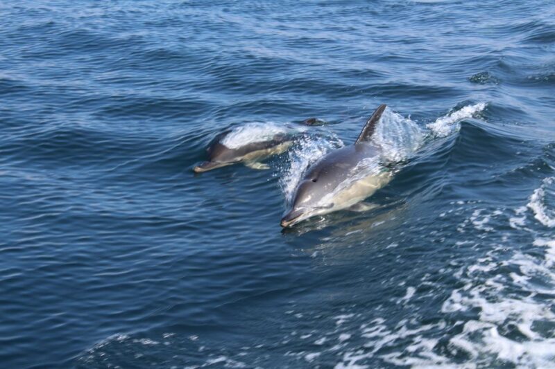 From Lagos: Dolphin Watching Boat Trip w/ Marine Biologists - An In-Depth Look at the Dolphin Watching Experience