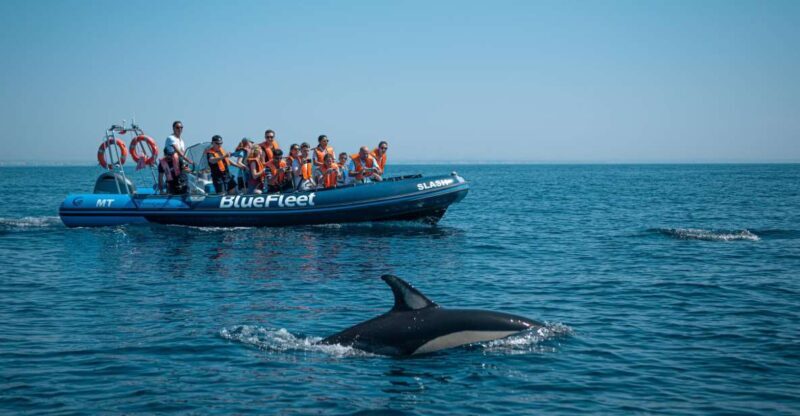 From Lagos: Dolphin Watching Boat Trip w/ Marine Biologists - Who Might Find It Less Ideal?