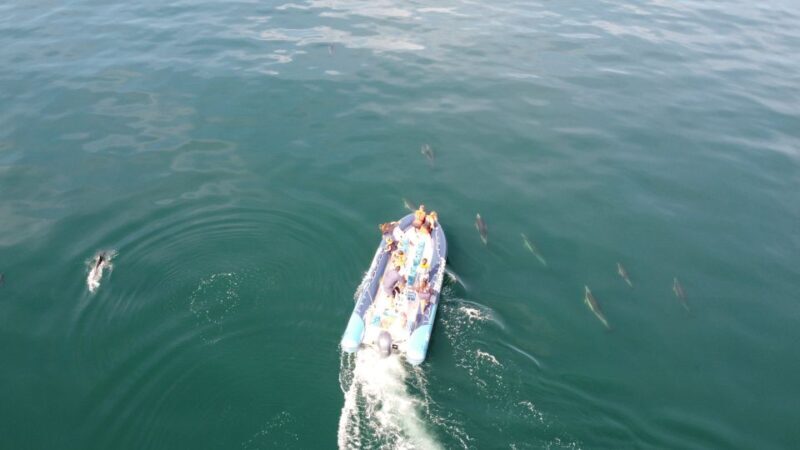From Lagos: Dolphin Watching Boat Trip w/ Marine Biologists - Practical Tips for Booking and Preparing