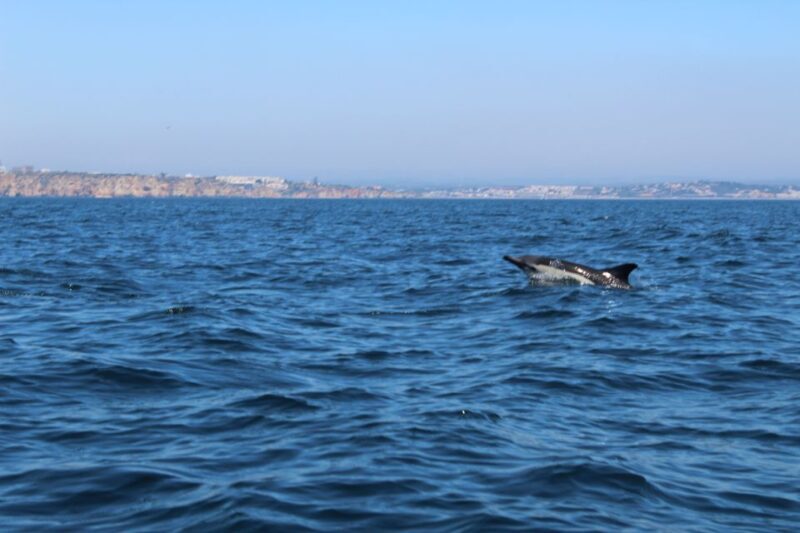 From Lagos: Dolphin Watching Boat Trip w/ Marine Biologists - Final Thoughts