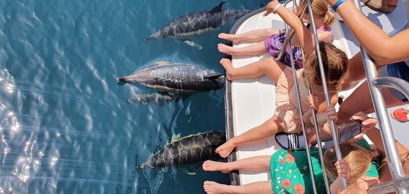 From Lagos: Dolphin Watching Catamaran Cruise - Value and Overall Impression