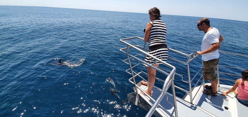From Lagos: Dolphin Watching Catamaran Cruise - Frequently Asked Questions