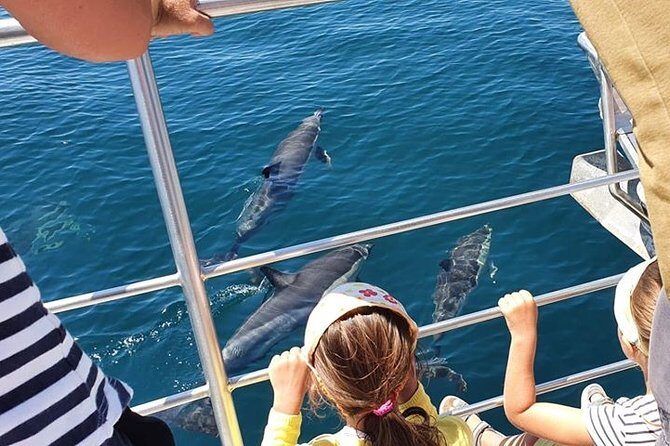 From Lagos: Dolphin Watching Cruise on a Catamaran - An In-Depth Look at the Dolphin Watching Experience