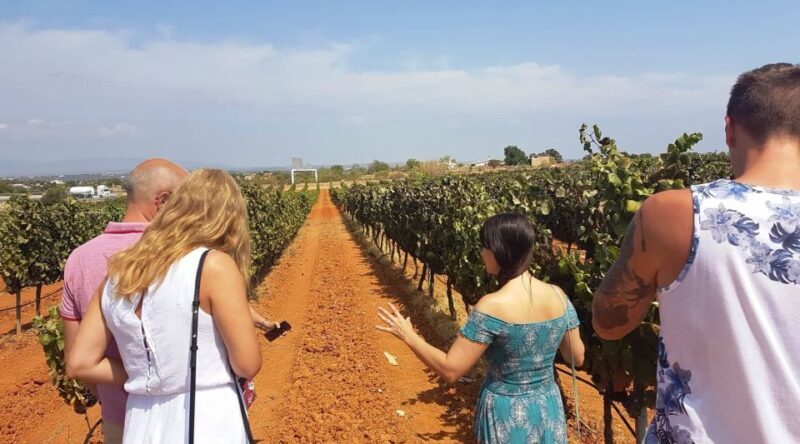 From Lagos: Private Algarve Wineries Tour with Tastings - Key Points