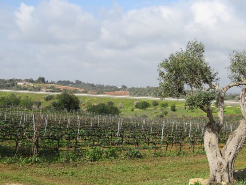 From Lagos: Private Algarve Wineries Tour with Tastings - FAQ