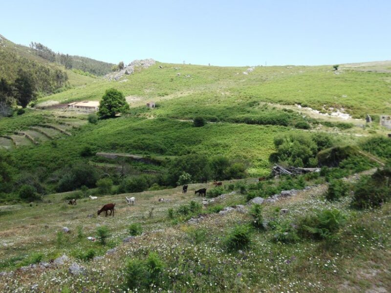 From Lagos: Private Tour with Medronho Tasting - The Sum Up