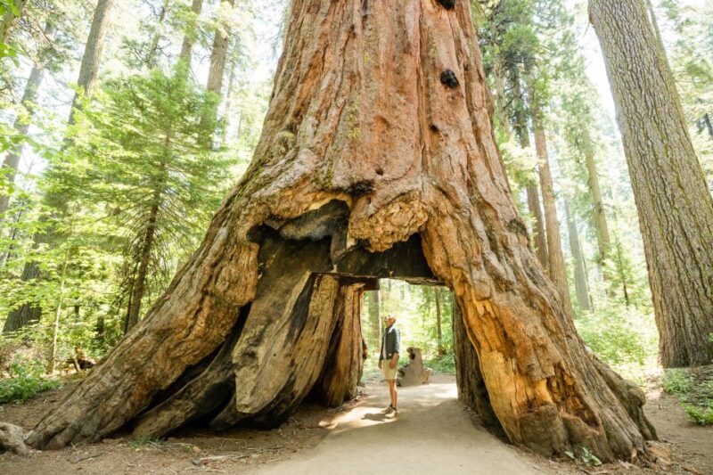 From Lake Tahoe: Yosemite National Park Day Trip with Lunch - Picnic Lunch at Cascade Falls