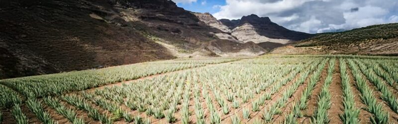 From Las Palmas: Fataga, Aloe Vera Farm, and Puerto de Mogán Market - Who Will Enjoy This Experience?