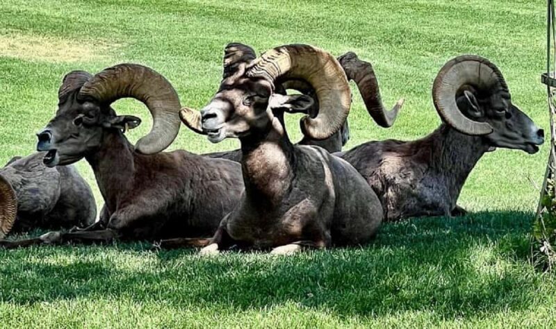 From Las Vegas: Hoover Dam, Boulder City & 7 Magic Mountains - Key Points