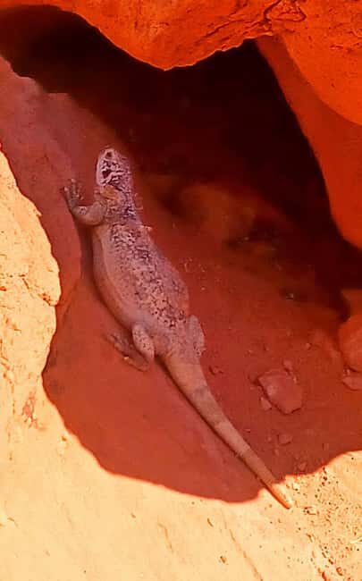 From Las Vegas: Valley of Fire Full-Day Guided Tour w/ Lunch - The Value Proposition