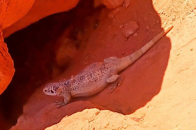 From Las Vegas Valley of Fire Full Day Guided Tour with Lunch - Detailed Breakdown of the Itinerary