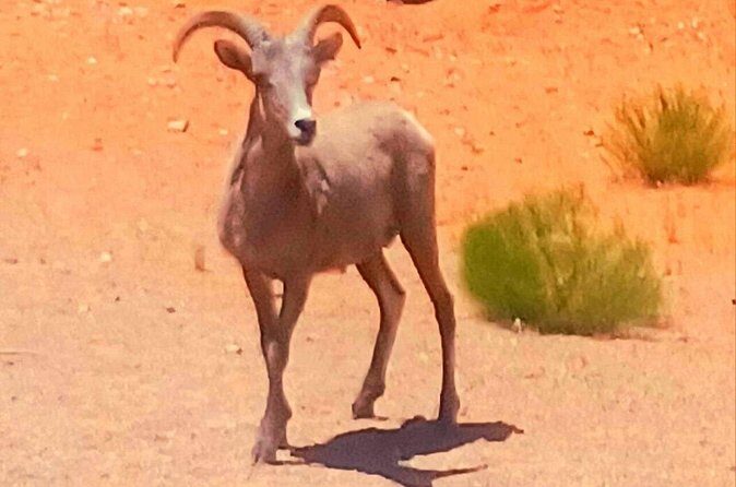 From Las Vegas Valley of Fire Full Day Guided Tour with Lunch - FAQs