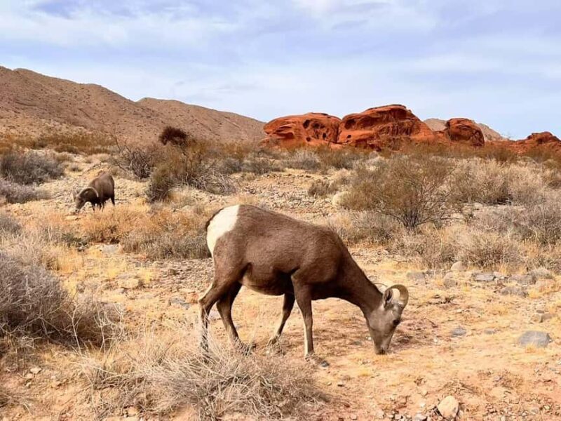 From Las Vegas: Valley of Fire State Park Guided Day Tour - Key Points