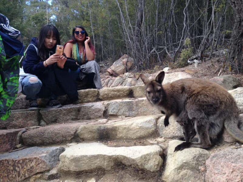 From Launceston: Full-Day Wineglass Bay Explorer Active Tour - Key Points