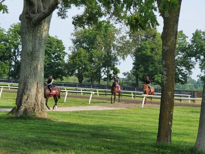 From Lexington: Kentucky Horse Farms Tour - The Itinerary Breakdown