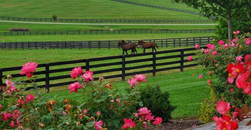 From Lexington: Kentucky Horse Farms Tour - Who Will Love This Tour?