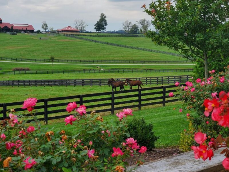 From Lexington: Kentucky Horse Farms Tour - FAQs