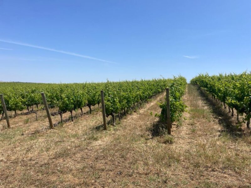 From Lisbon: Évora, Chapel of Bones, & Roman Temple Tour - Who Would Love This Tour?