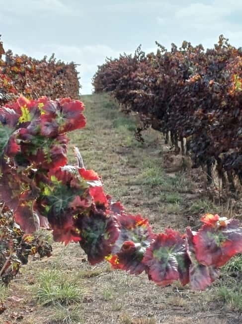 From Lisbon: Évora, Vila Viçosa, and Wine Cellars Day Trip - Frequently Asked Questions