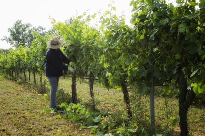 From Lisbon: Évora Wine & Heritage Tour - Lunch Break and Free Time