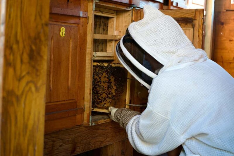 From Ljubljana: All About Bees - All About Bees from Ljubljana: A Practical and Authentic Slovenian Experience