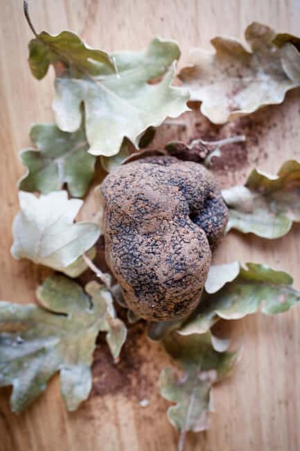 From location: Truffle farm visit, culinary workshop, meal - FAQ