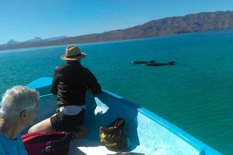 From Loreto: Coronado Island, Sea Lions and Snorkeling Tour - Key Points