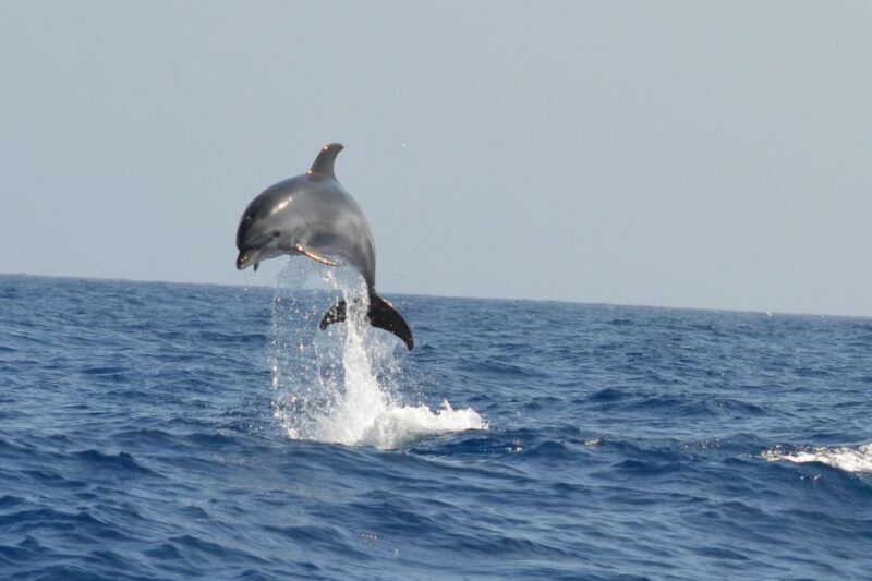 From Los Gigantes: Whale Watching Sailboat Cruise - Final Thoughts: Is It Worth It?