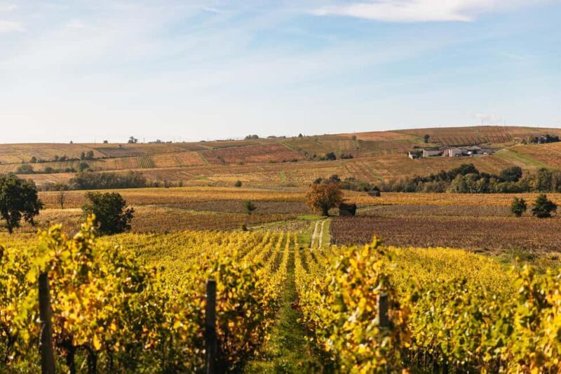 From Lyon: Beaujolais Wine Tour with Tastings - The Experience Breakdown