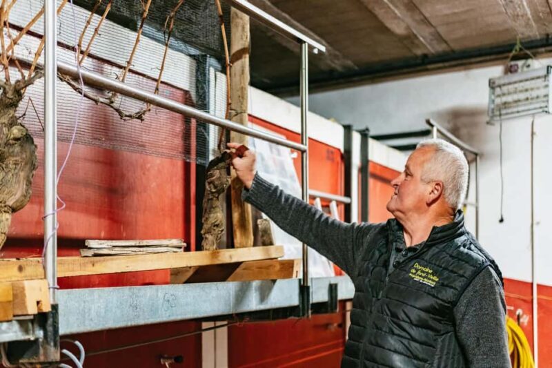 From Lyon: Golden Stones Beaujolais Wine Tasting Tour - Key Points