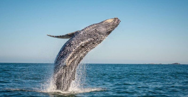 From Ma'alaea: Afternoon Whale Watch Tour Aboard the Malolo - FAQ