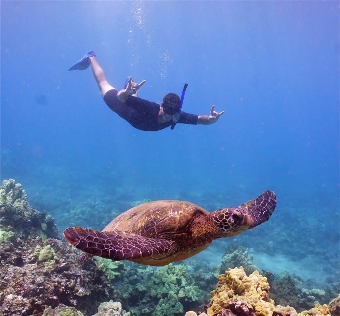 From Ma'alaea: AM Turtle Town Snorkel Aboard Quicksilver - The Experience in Detail