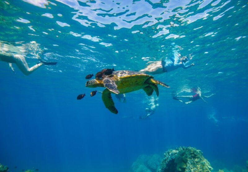 From Maalaea: Turtle Town 3-Hour Snorkel and Sail Adventure - An In-Depth Look at the Experience