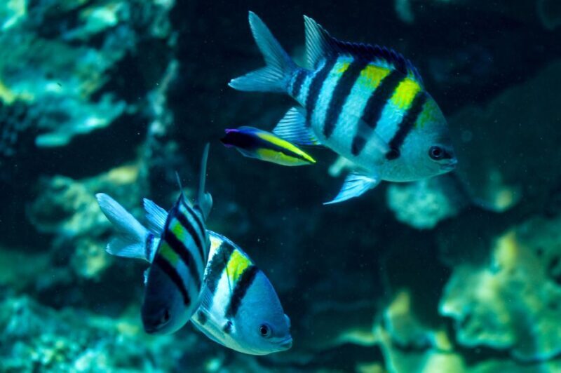 From Maalaea: Turtle Town 3-Hour Snorkel and Sail Adventure - The Sum Up