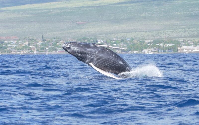 From Maalaea: Whale Watching Catamaran Cruise with Drinks - A Detailed Look at the Tour