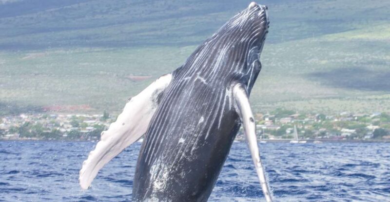 From Maalaea: Whale Watching Catamaran Cruise with Drinks - In The Sum Up