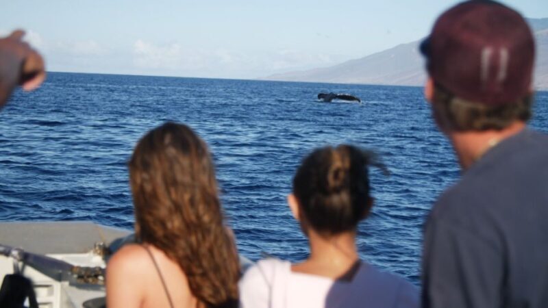 From Maalaea: Whale Watching Catamaran Cruise with Drinks - FAQ
