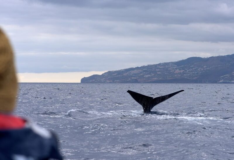 From Machico: Madeira Whale and Dolphin Watching Boat Tour - The Experience: What to Expect